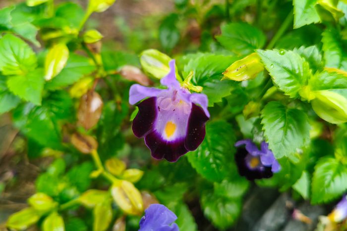 Torenia