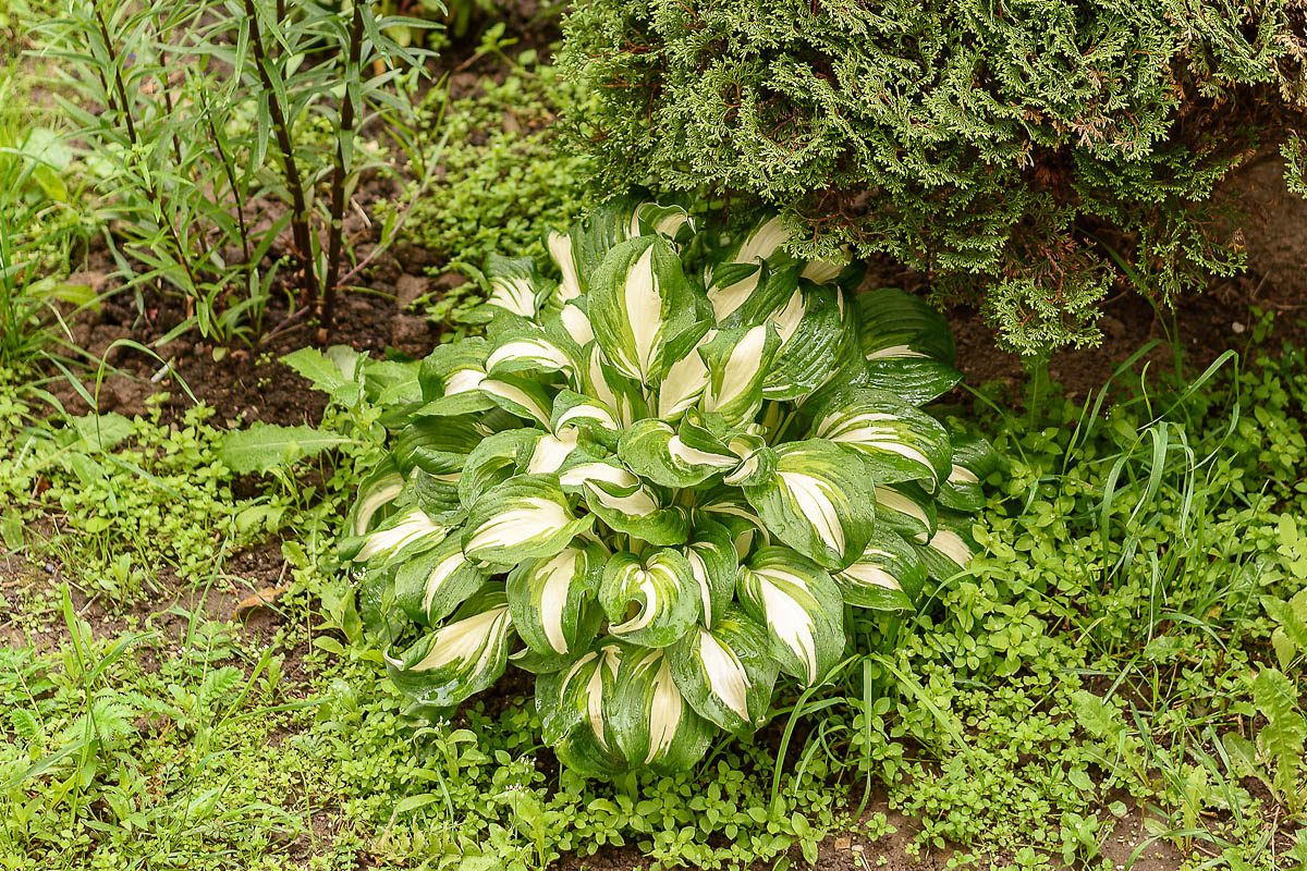 hostas