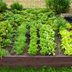 7 Reasons Your Raised Bed Vegetables Are Struggling
