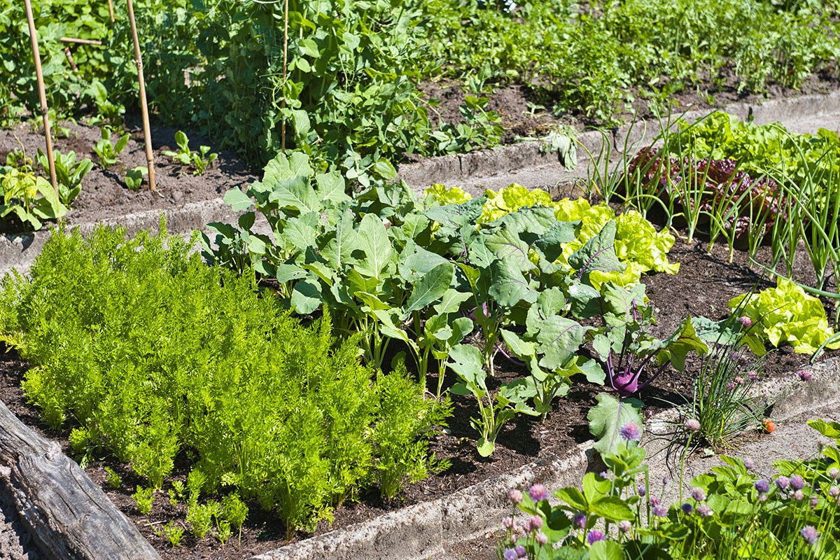 7 Reasons Your Raised Bed Vegetables Are Struggling