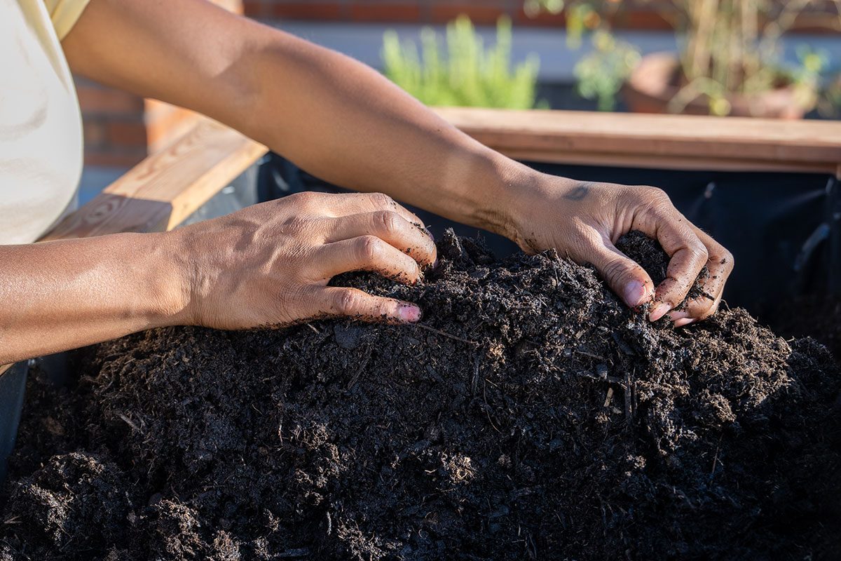 7 Reasons Your Raised Bed Vegetables Are Struggling