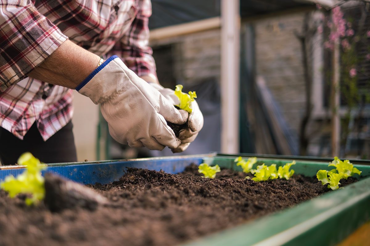 7 Reasons Your Raised Bed Vegetables Are Struggling