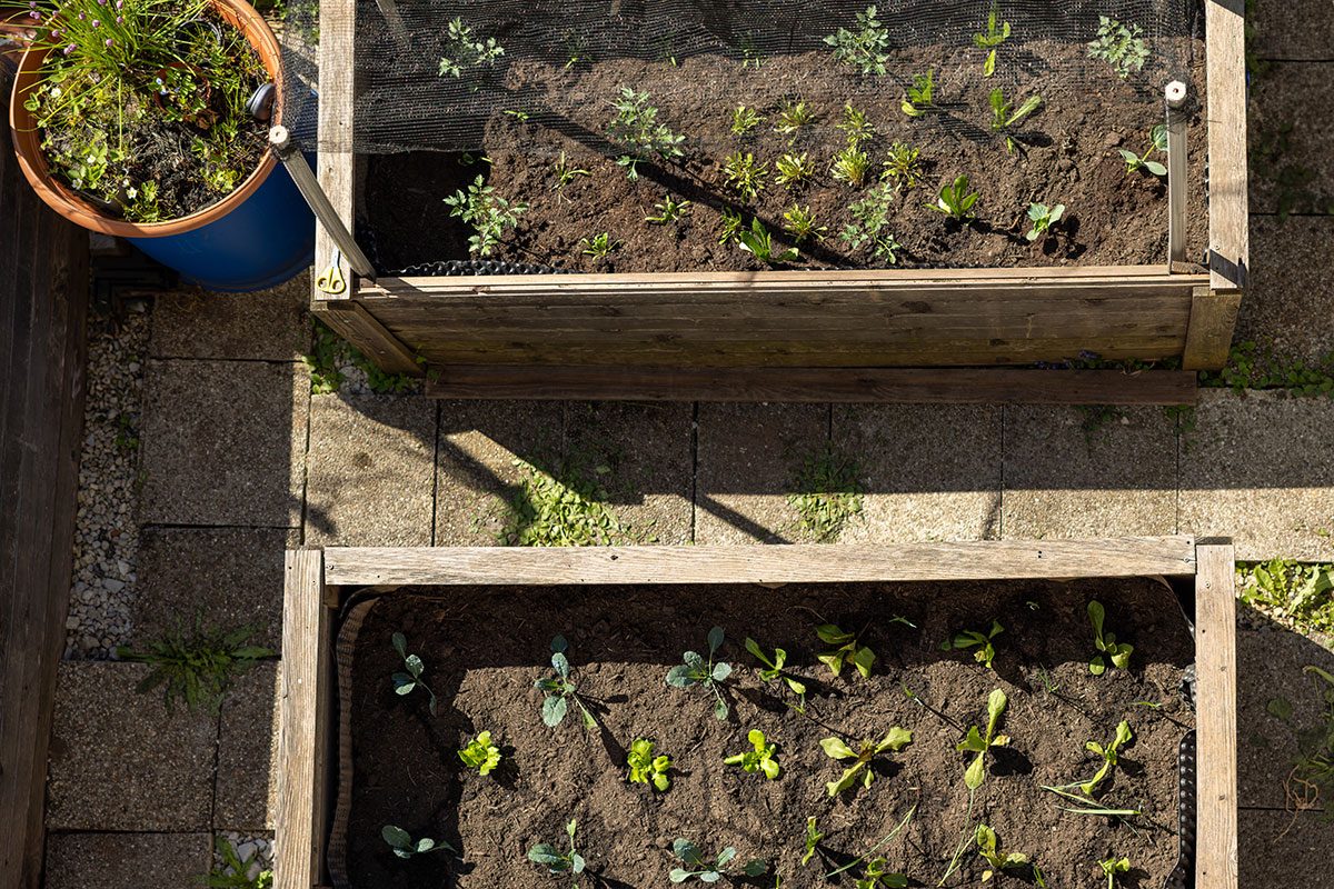7 Reasons Your Raised Bed Vegetables Are Struggling