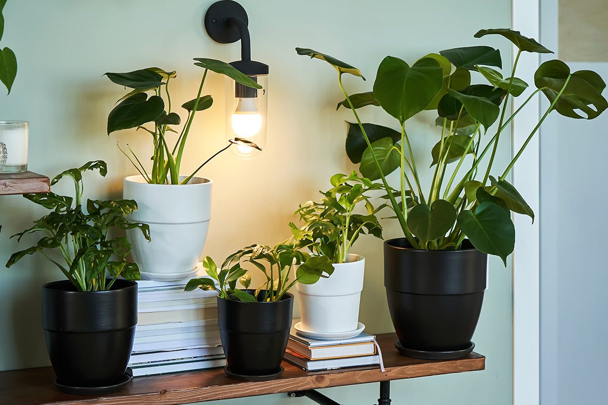 House plants in pots on a rack in a home interior.