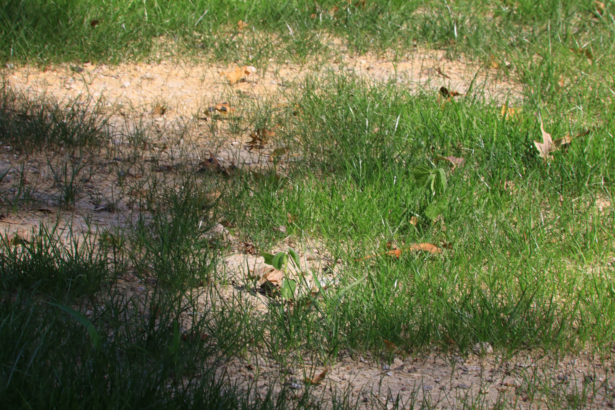 Bare spot with new grass seed growing