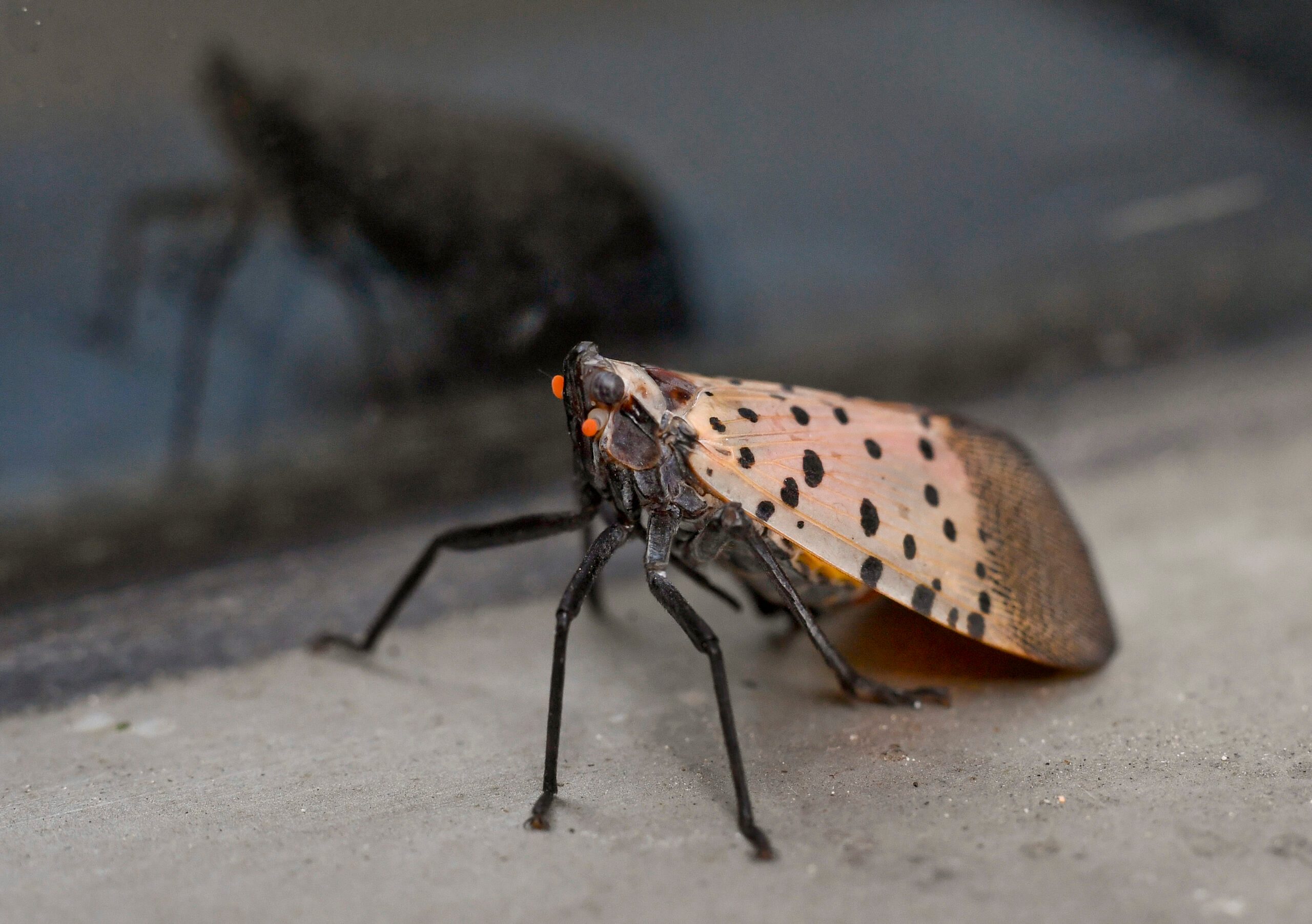 Adult Spotted Lanterfly