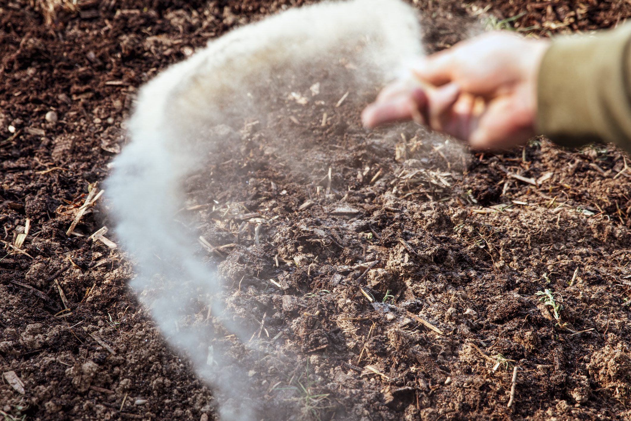 Hand tosses seeds over sandy soil