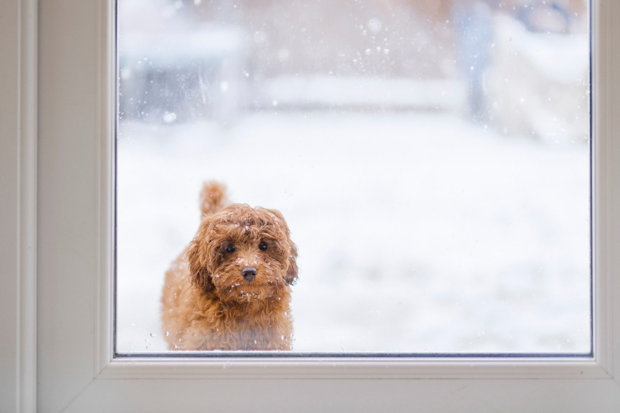 Dog waiting to be let inside from cold