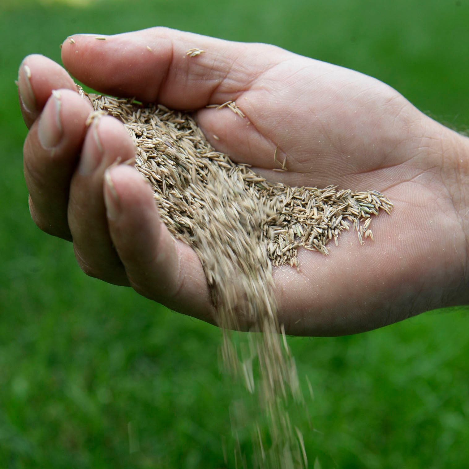hand pouring grass seeds onto a lawn