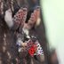 Spotted Lantern Flies Are Spreading Across the U.S., What To Know