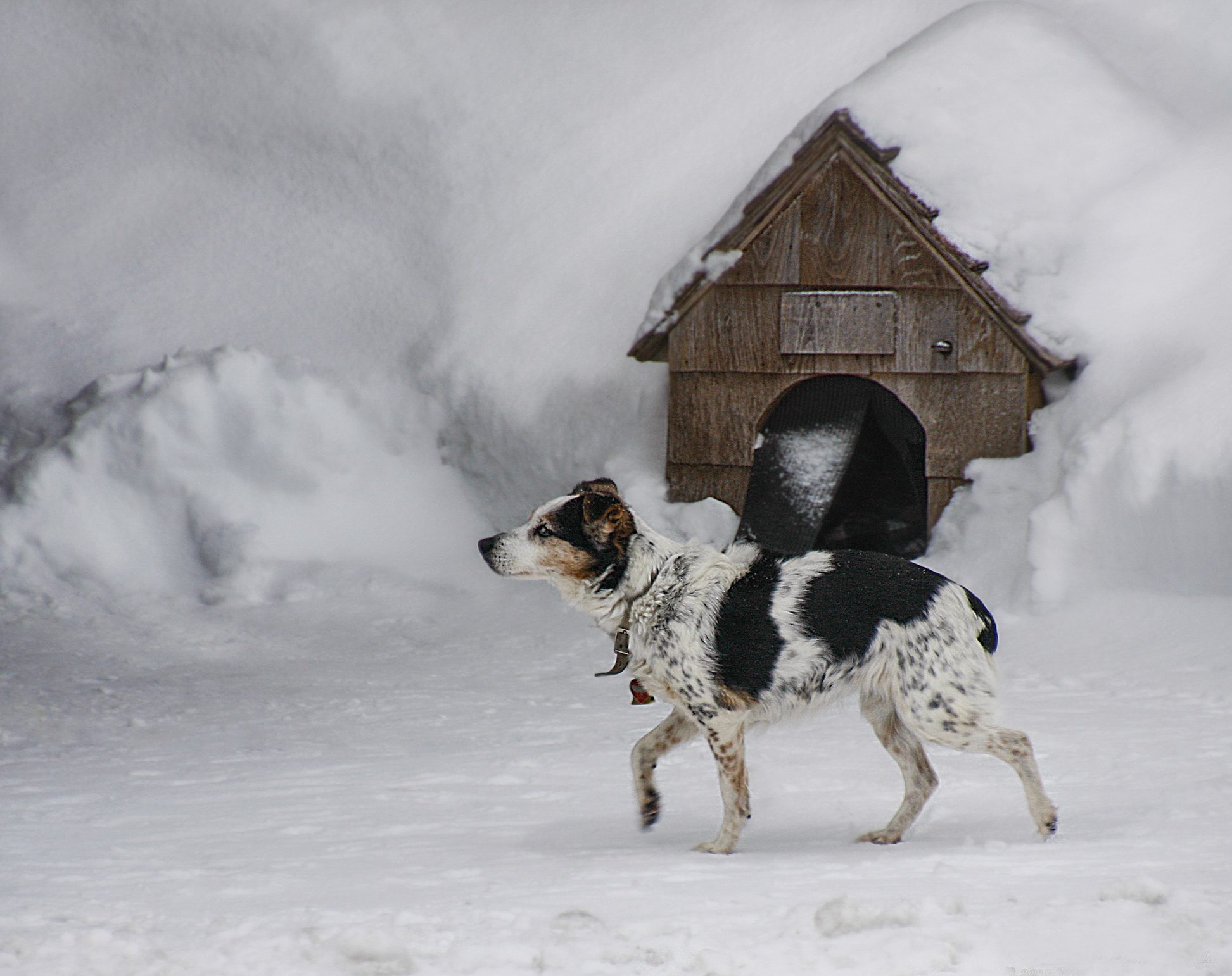 What to Put in an Outside Dog House for Warmth, and Other FAQs