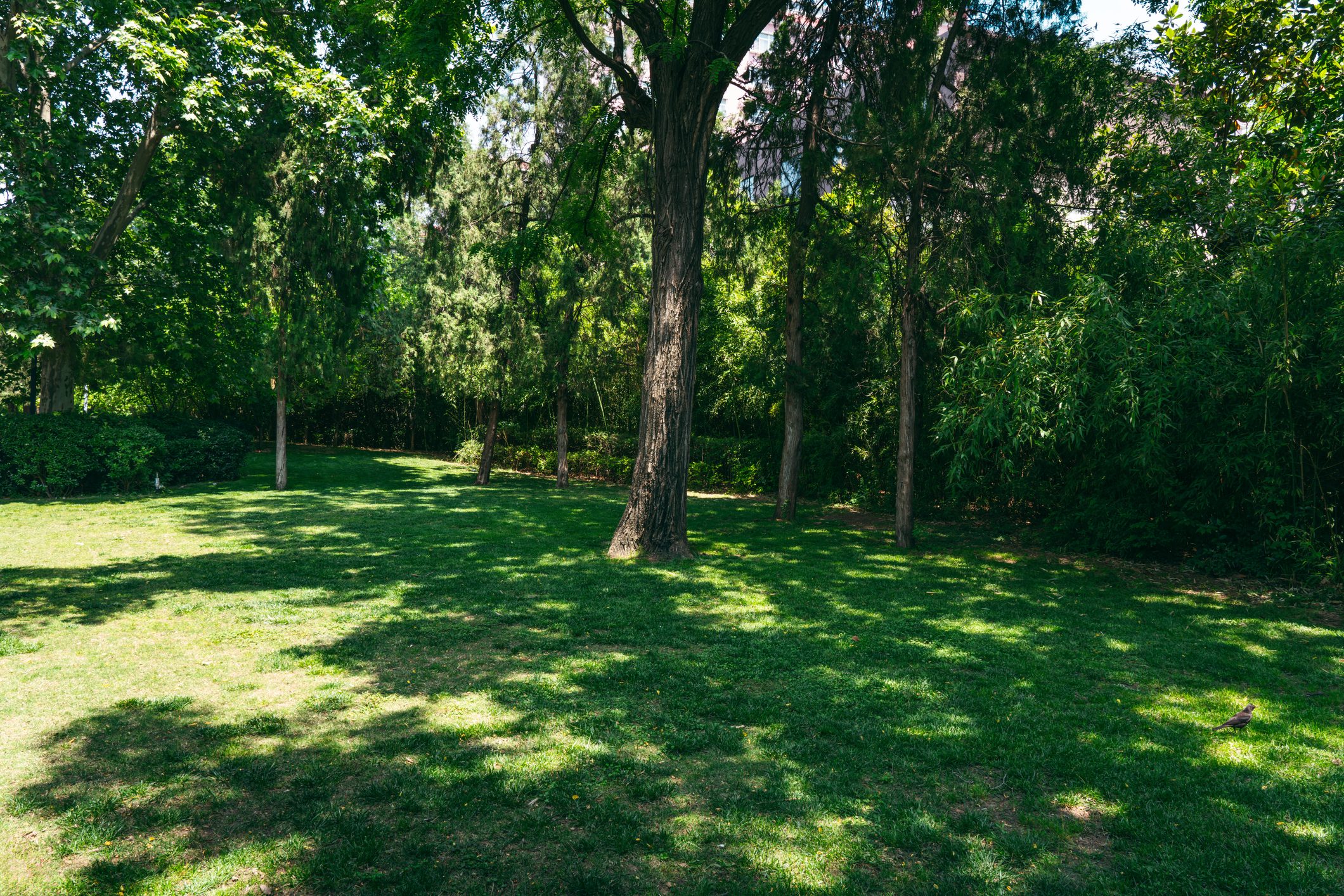 Lawn under the shade