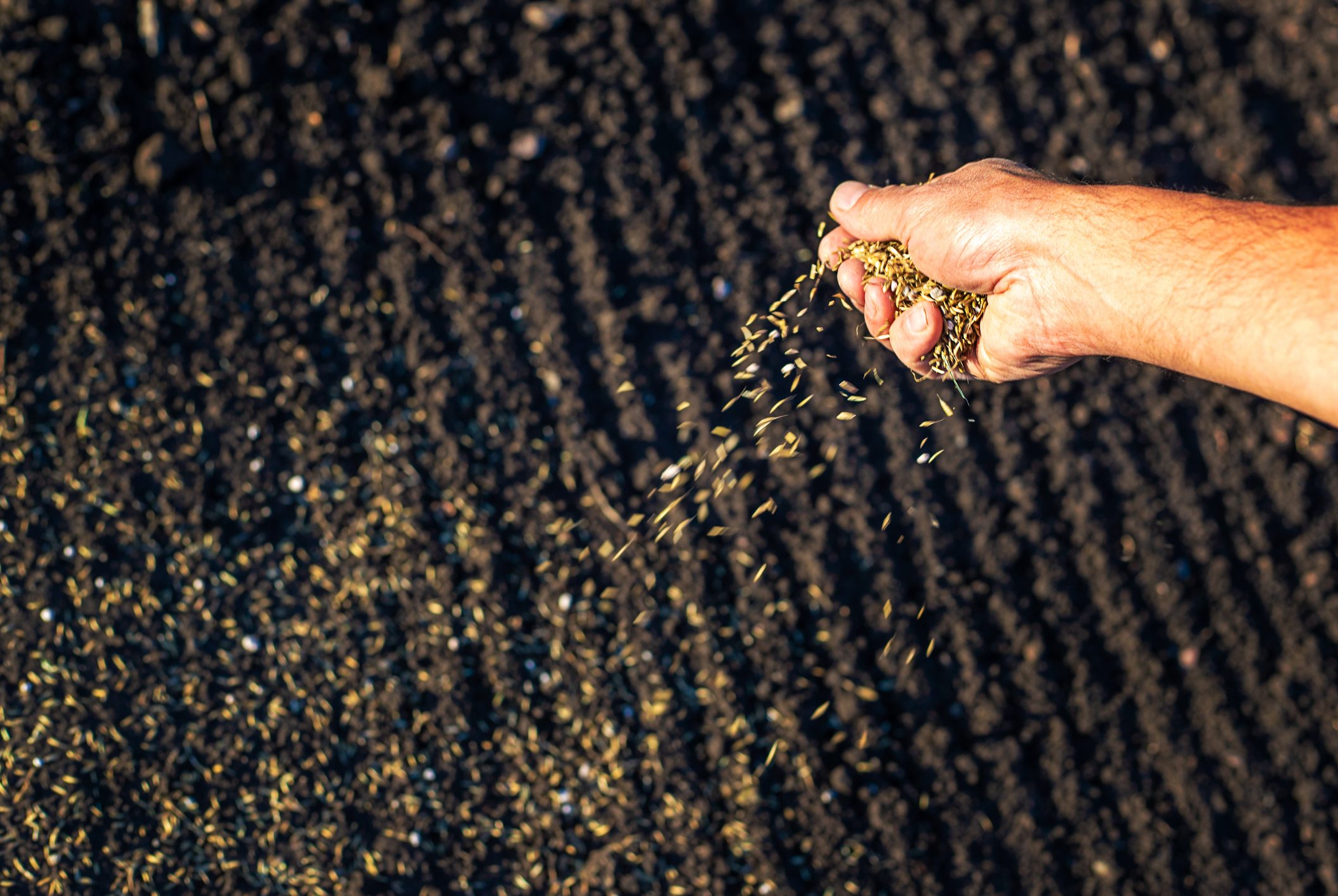 Hand sprinkles seeds over clay soil