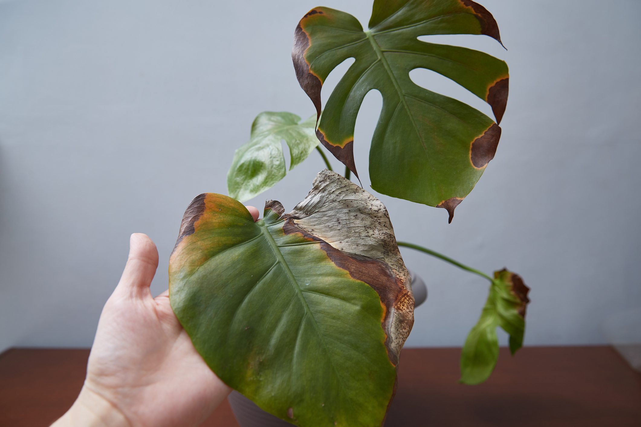 Monster with rotted leaves. A woman's hand shows a damaged sheet