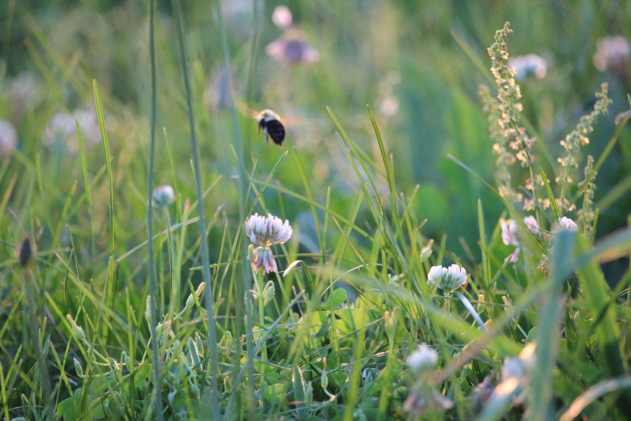 bee buzzing over a meadow full of flowers