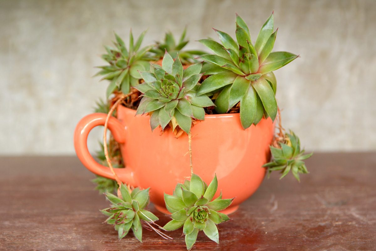 7 Clever Ways to Repurpose Household Items