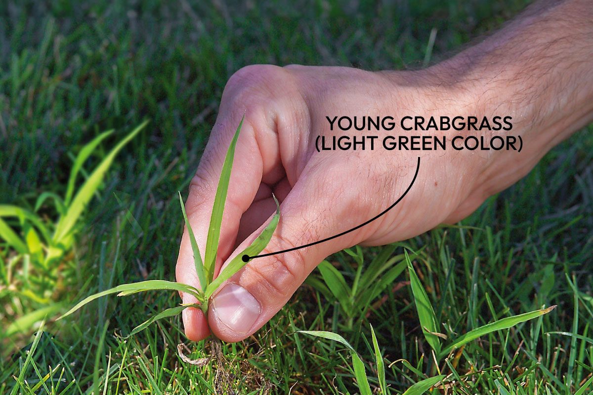 Recognize And Remove Crabgrass Early