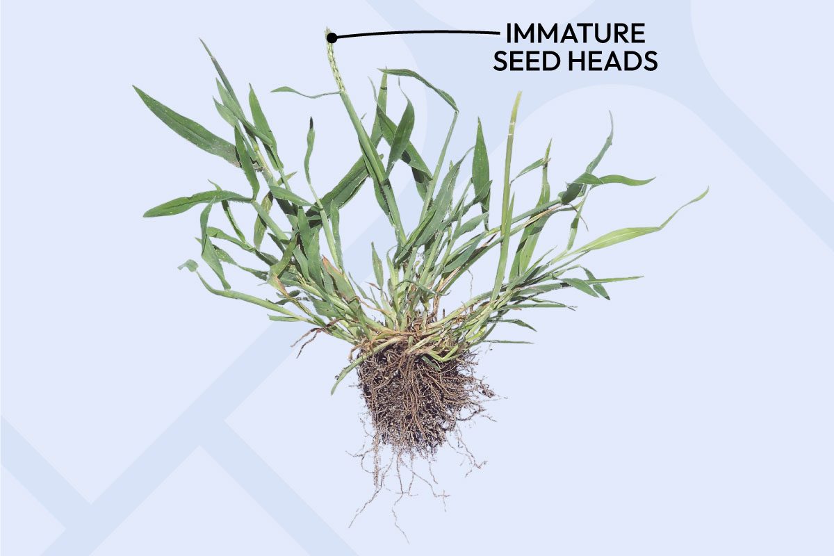 Look For Immature Crabgrass Seed Heads