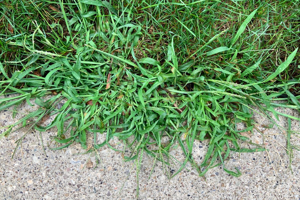 How To Get Rid of Crabgrass