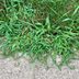 How To Get Rid of Crabgrass
