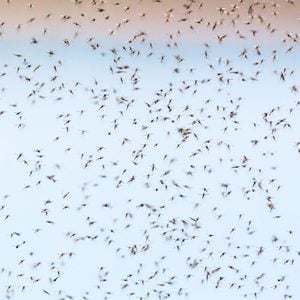 How To Get Rid Of Gnats
