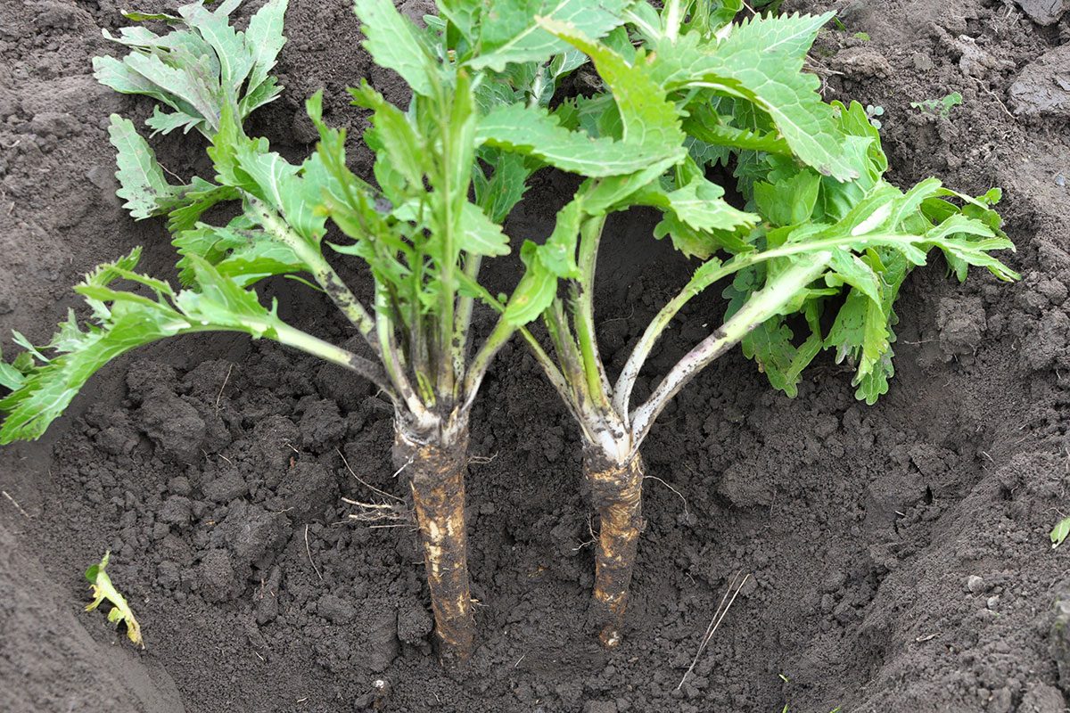 Horseradish grows in open organic soil