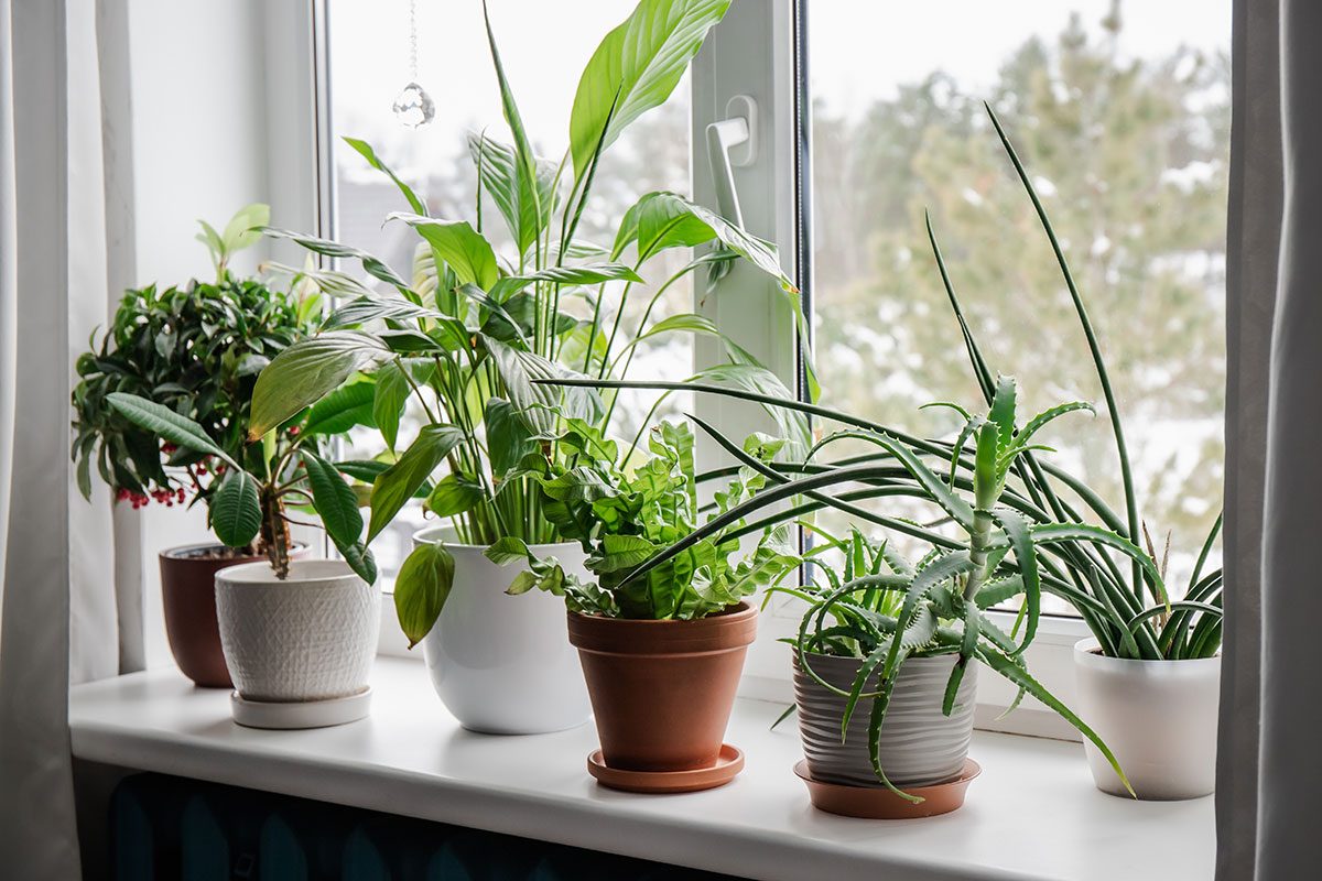 Lot of houseplants growing on window sill
