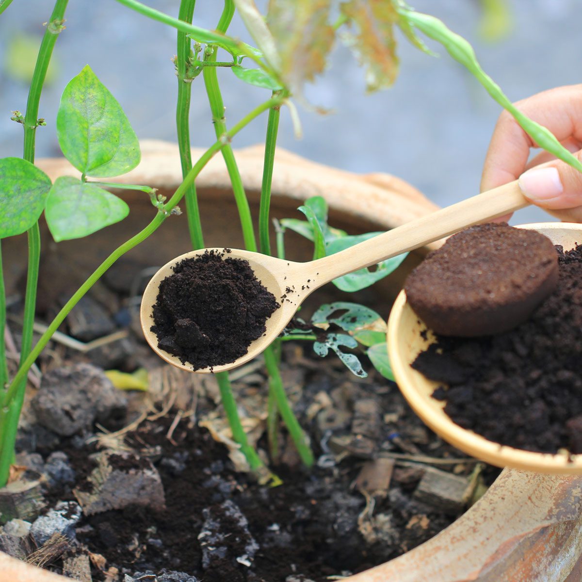 Coffee Ground Coffee Residue Is Applied To The Tree