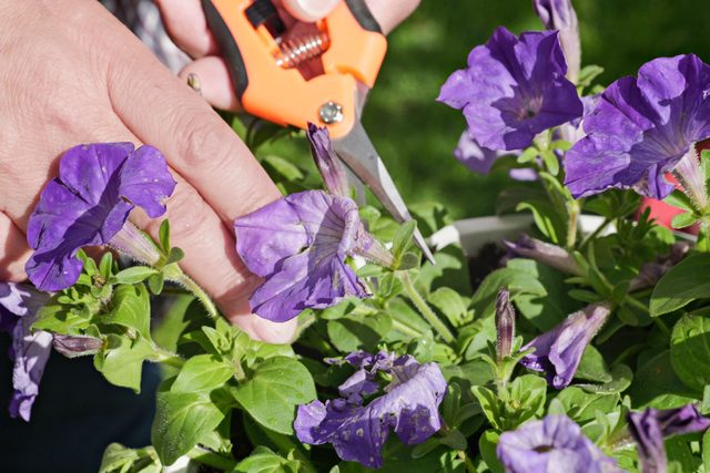 Deadhead The Flower With Pruning Shears