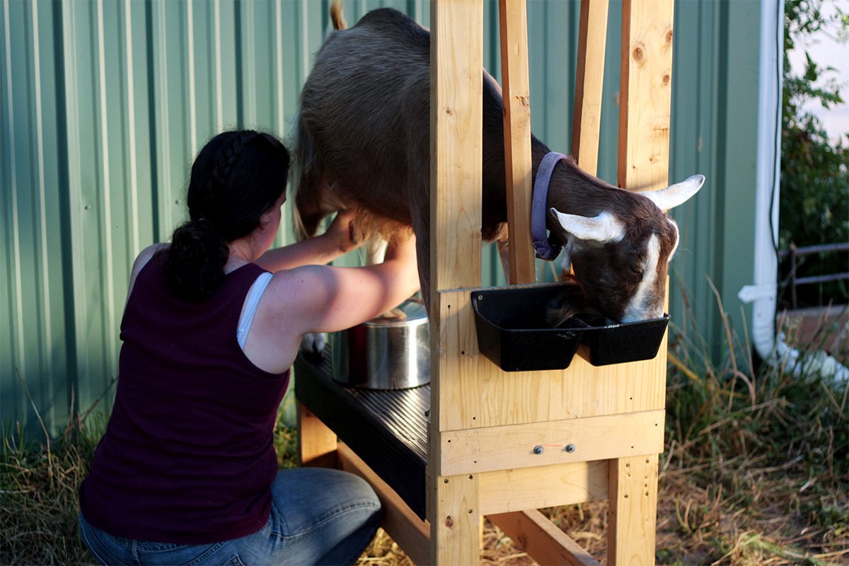 Goat Milking Stanchion Gettyimages 183239026