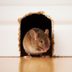 How to Keep Mice Out of Your House – Simple DIY Tips