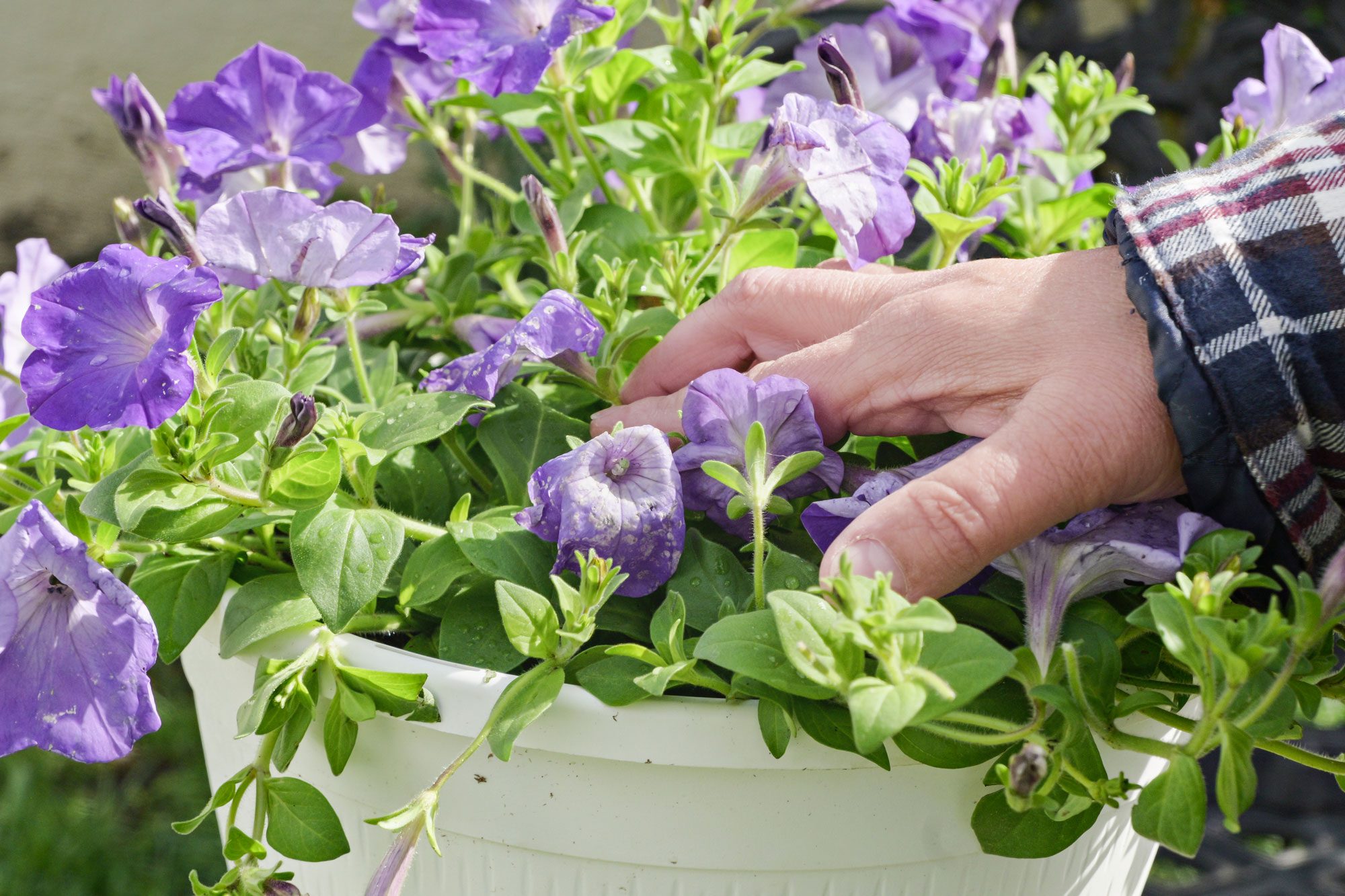 Identify Wilted Flowers