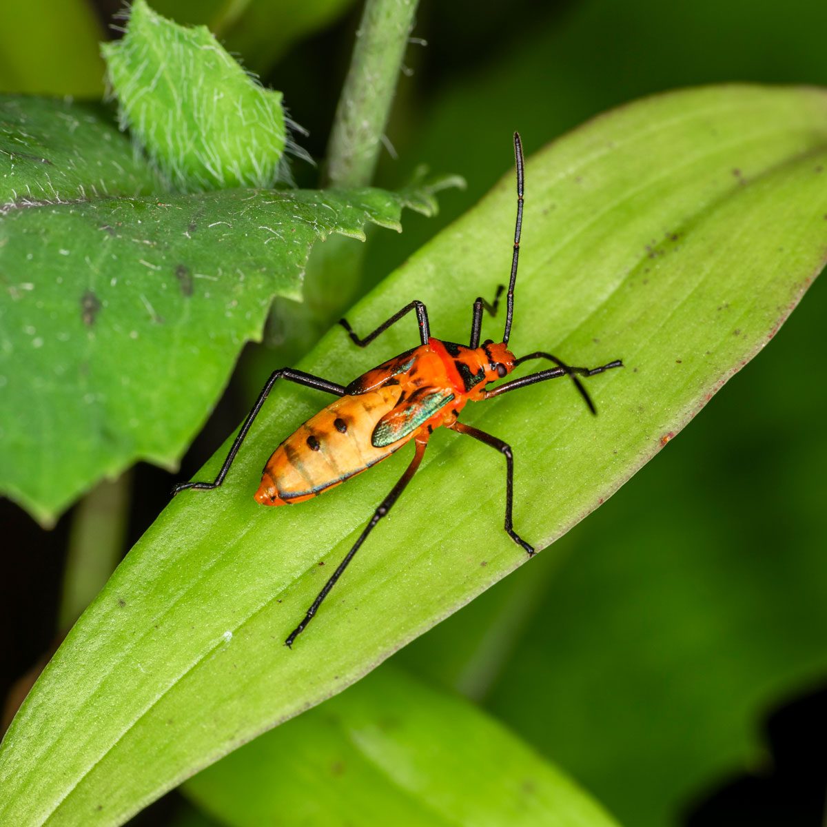 Macro Photography Of Small Insects