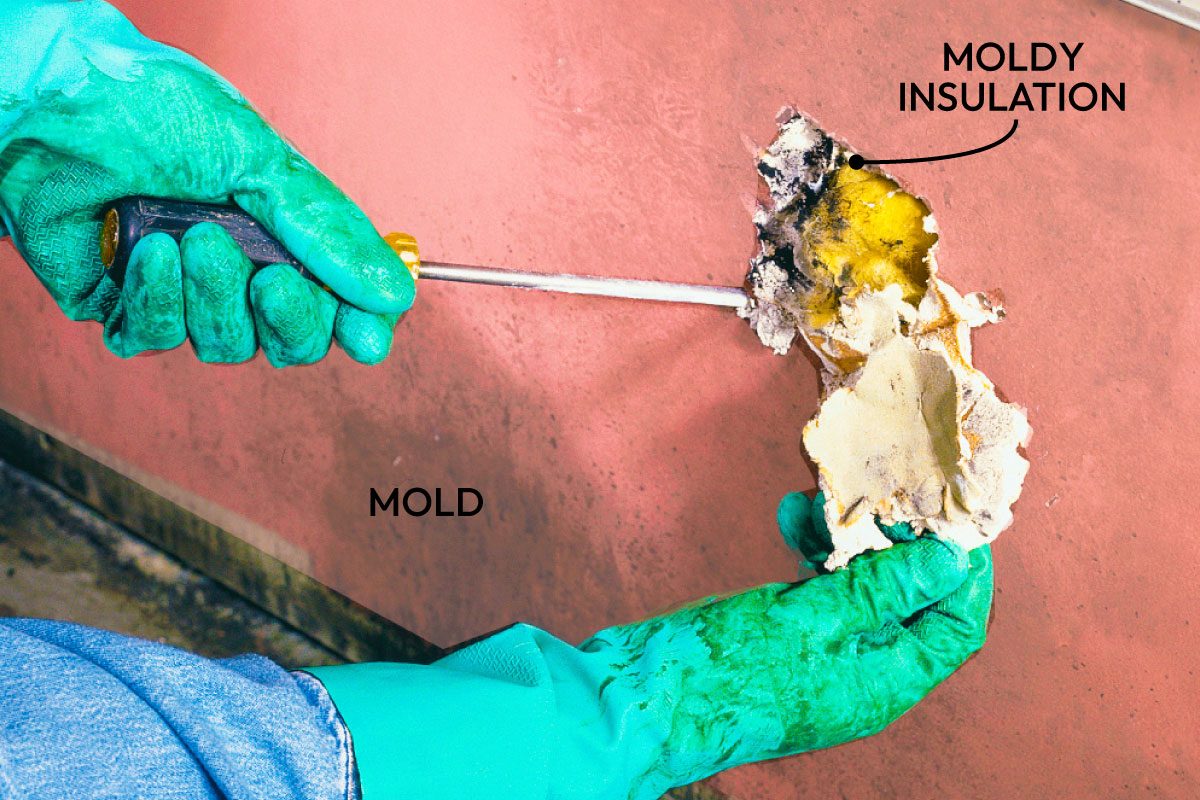 Mold Remediation How To Remove Mold Fh02jau 02333 004 Ai Callouts