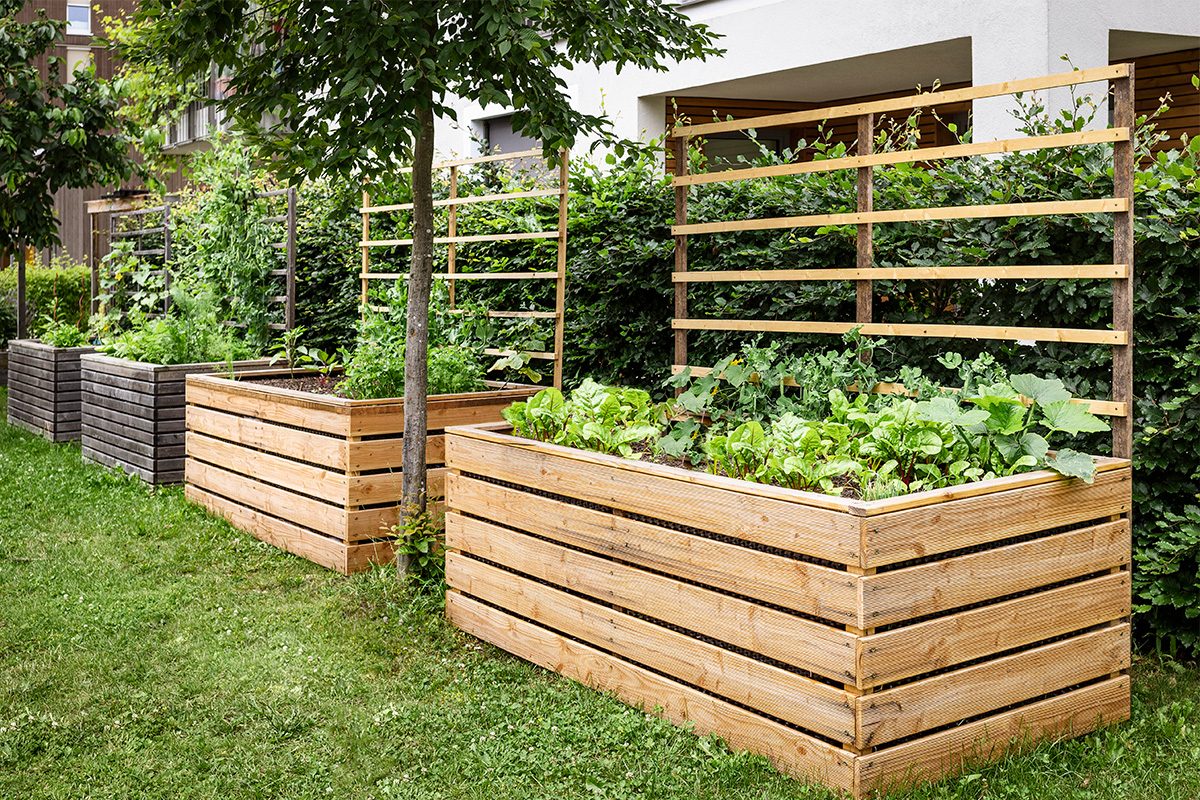 Raised Garden Bed Gettyimages 2174337345