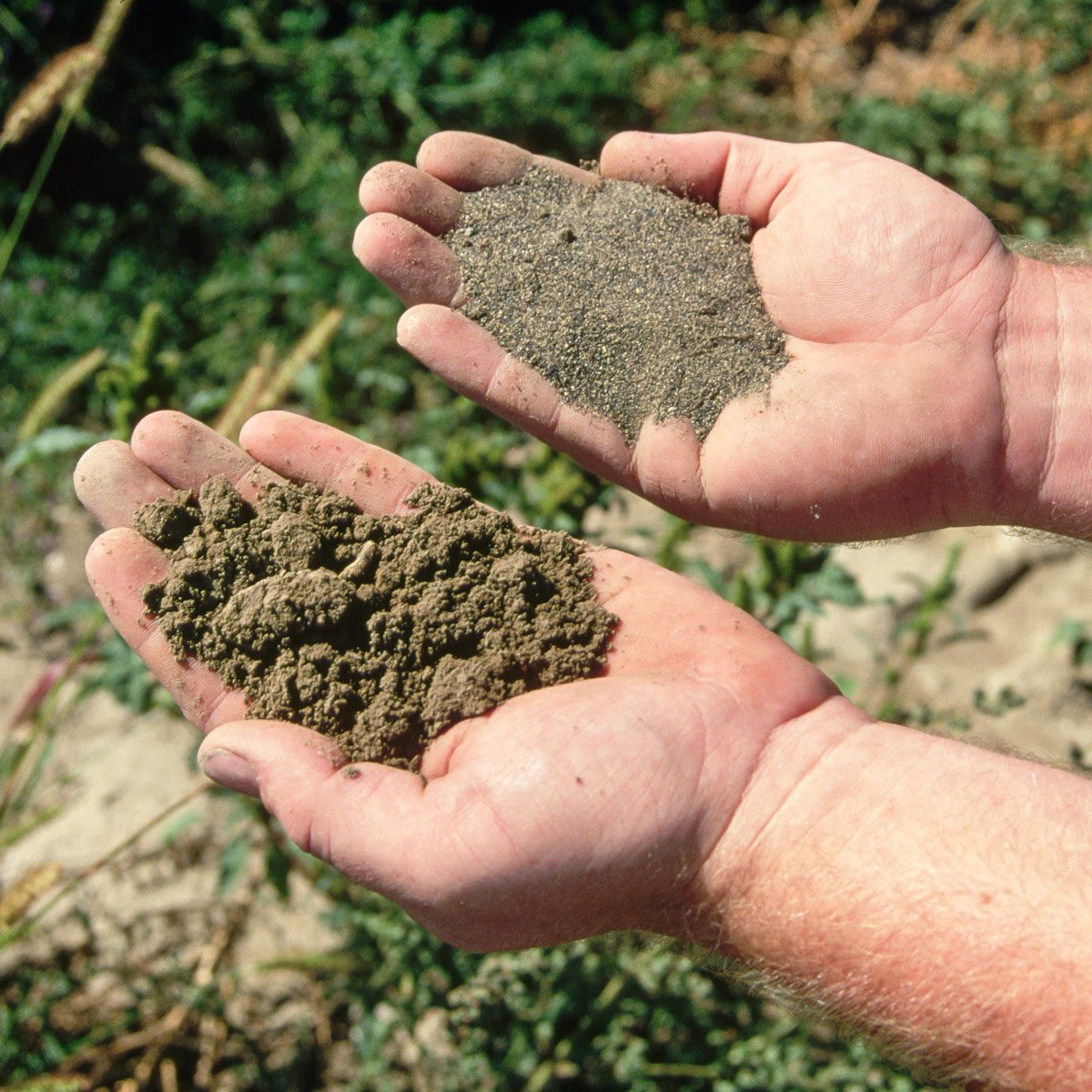 Sandy And Loam Soil