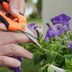 The Beginner's Guide to the Art of Deadheading Flowers