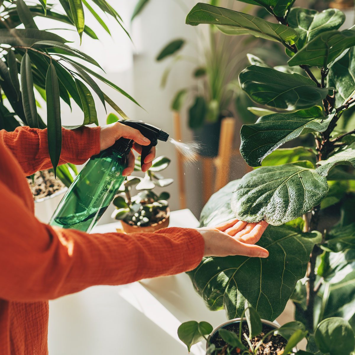 Woman Sprays Plants With Clean Water From Bottle