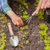 10 Gardening Myths You Shouldn't Believe