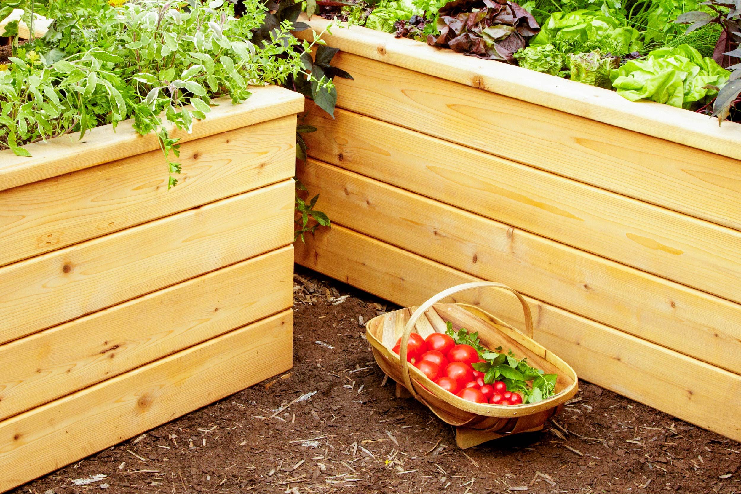 Wooden planter boxes hold various green plants and tomatoes, with a basket of freshly harvested tomatoes placed on the soil nearby in a garden setting.