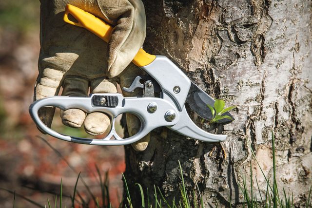 Prune From The Ground Up