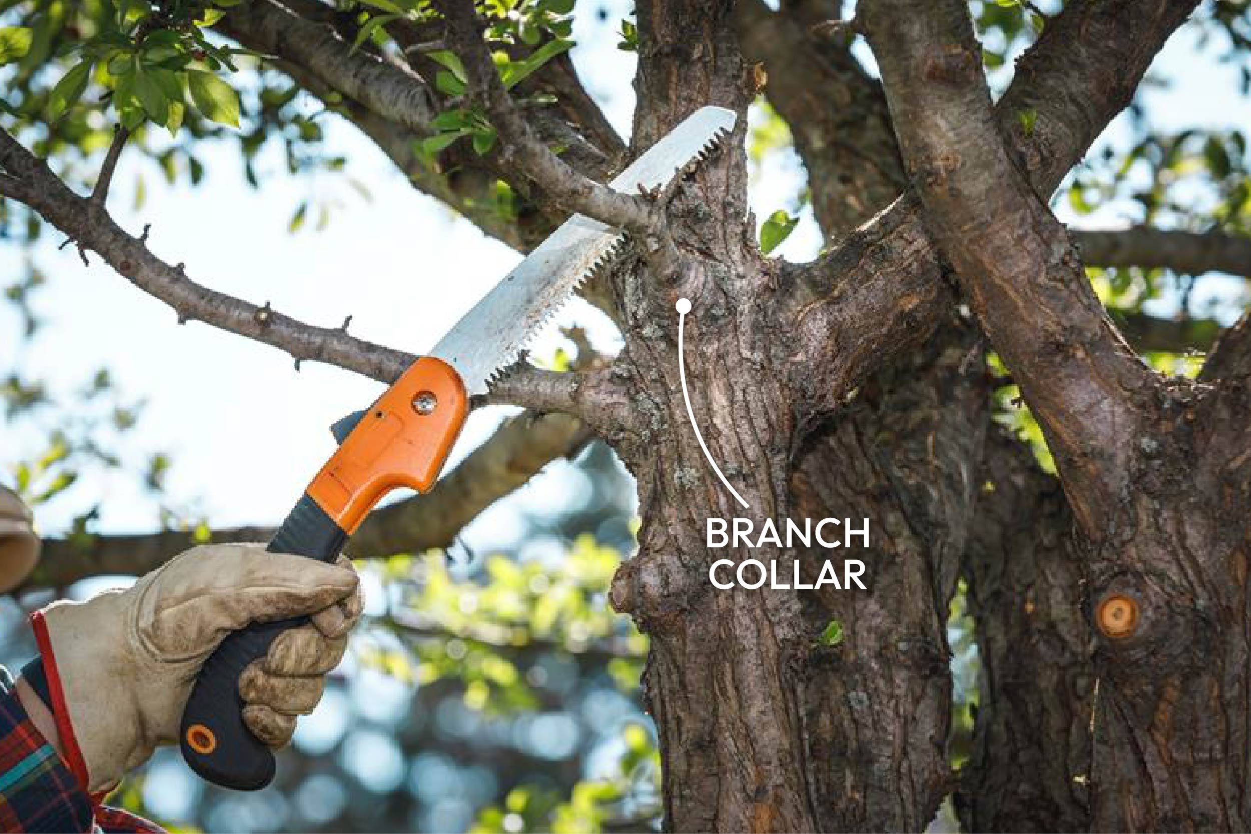 Cut larger branches above the branch collar