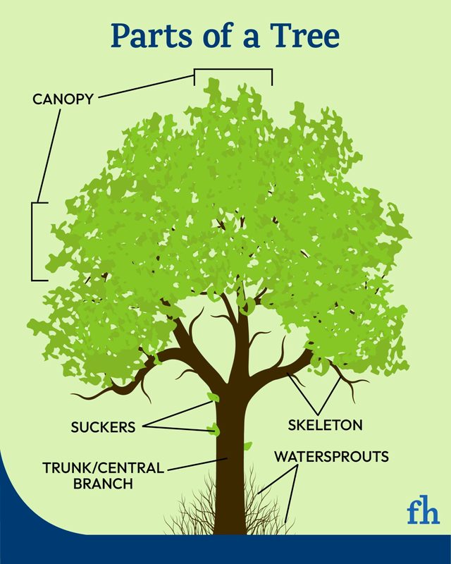 An infographic showing different parts of tree.