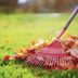 Why It's Time to Stop Raking Your Leaves This Fall