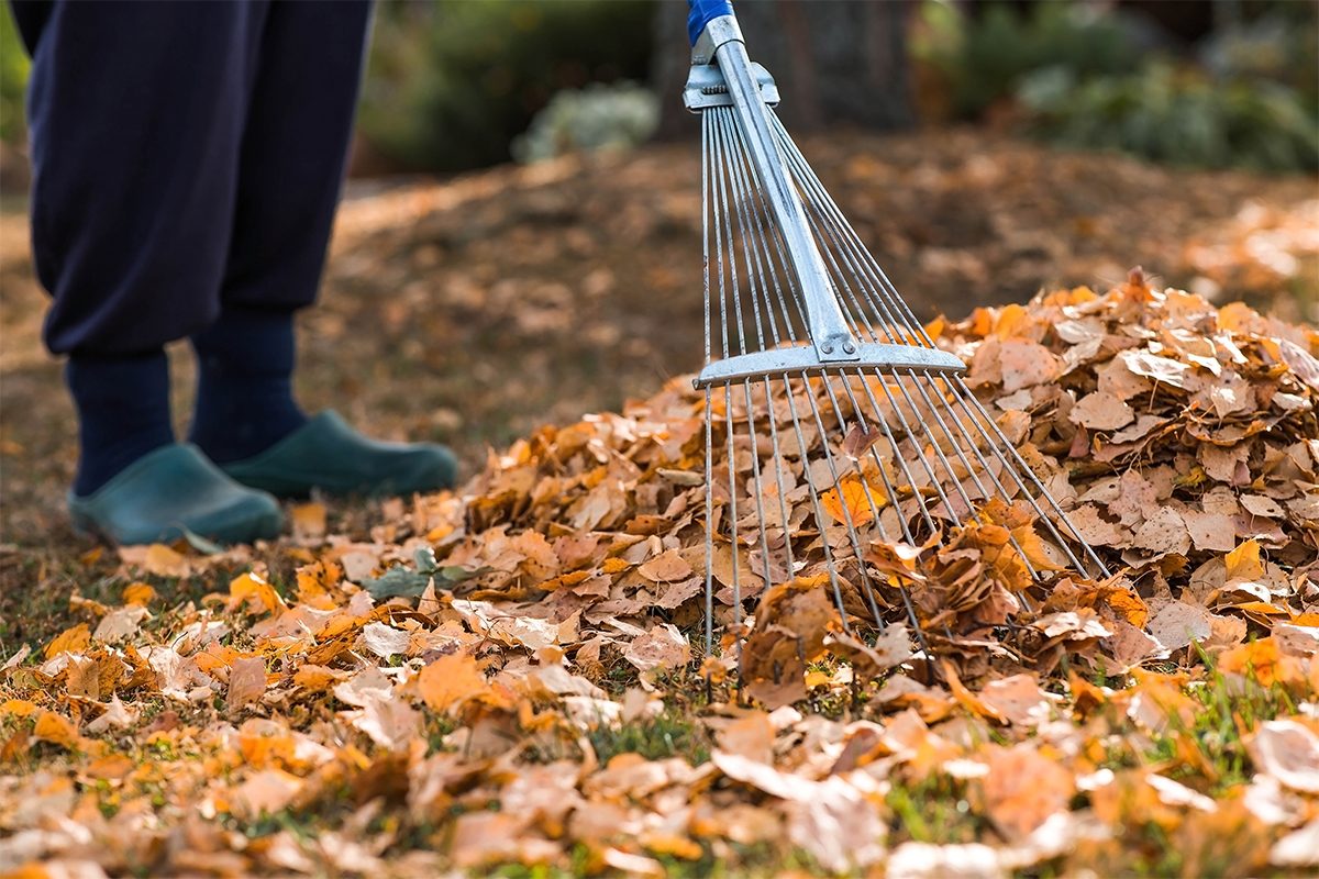 Why You Should Stop Raking Your Leaves In The Fall Gettyimages 2173962209