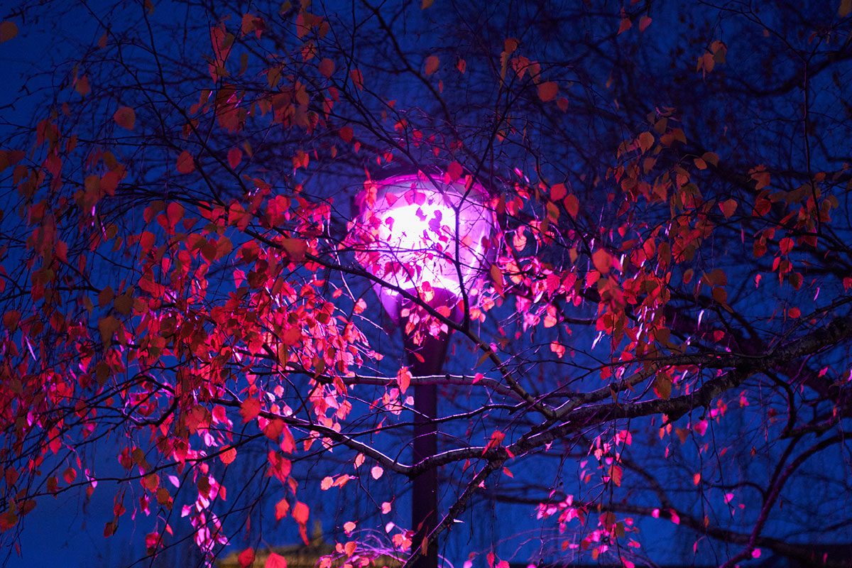 Purple Street Lights 