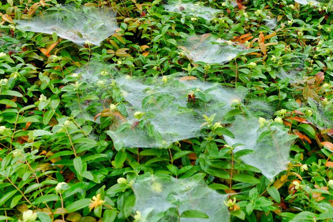 Hammock Weaver Spider Webs