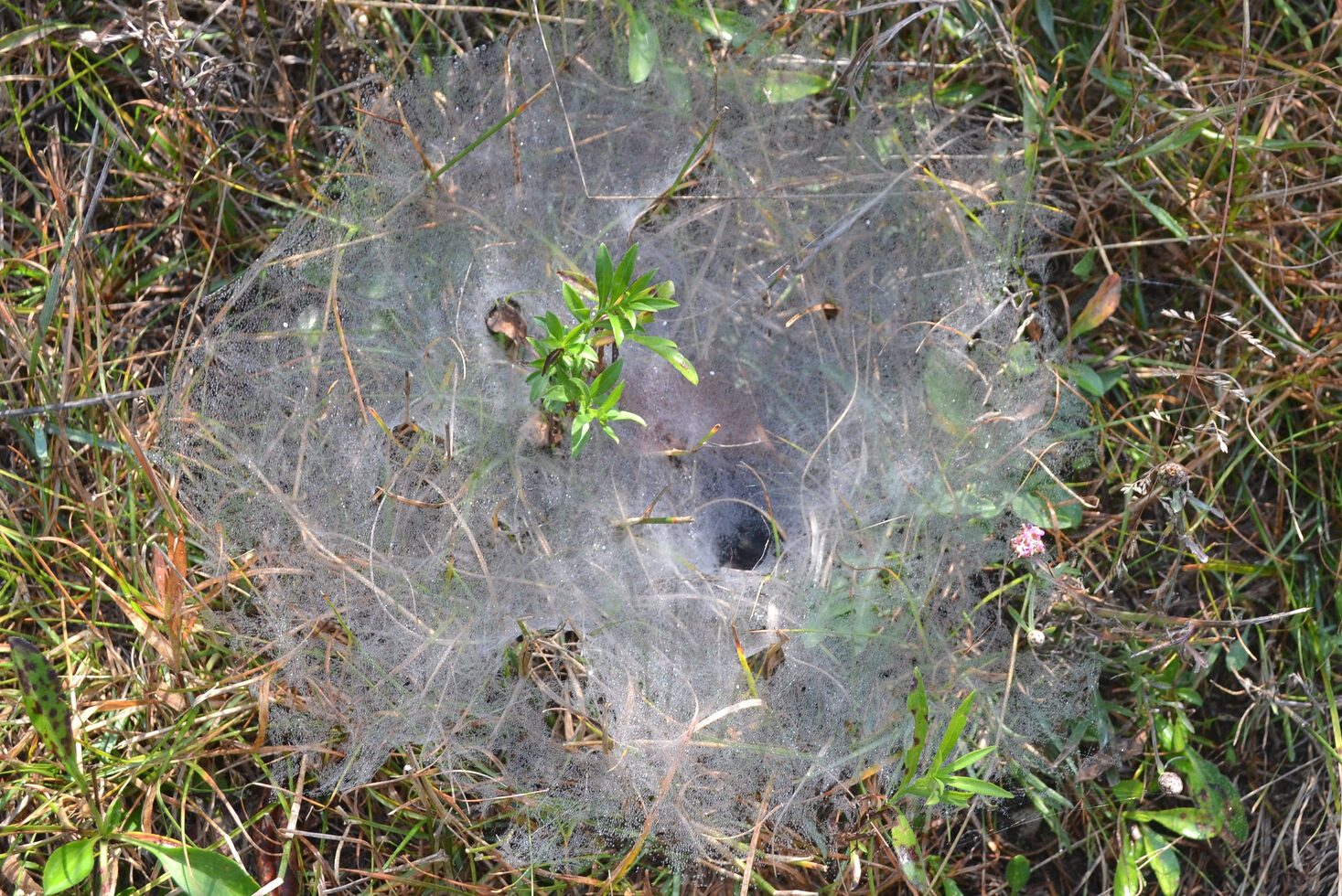 Funnel Spider Web