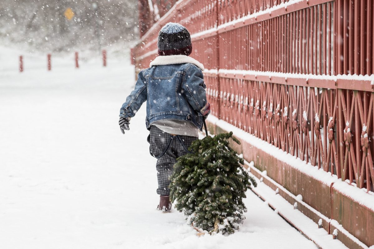 child carrying freshly cut christmas tree