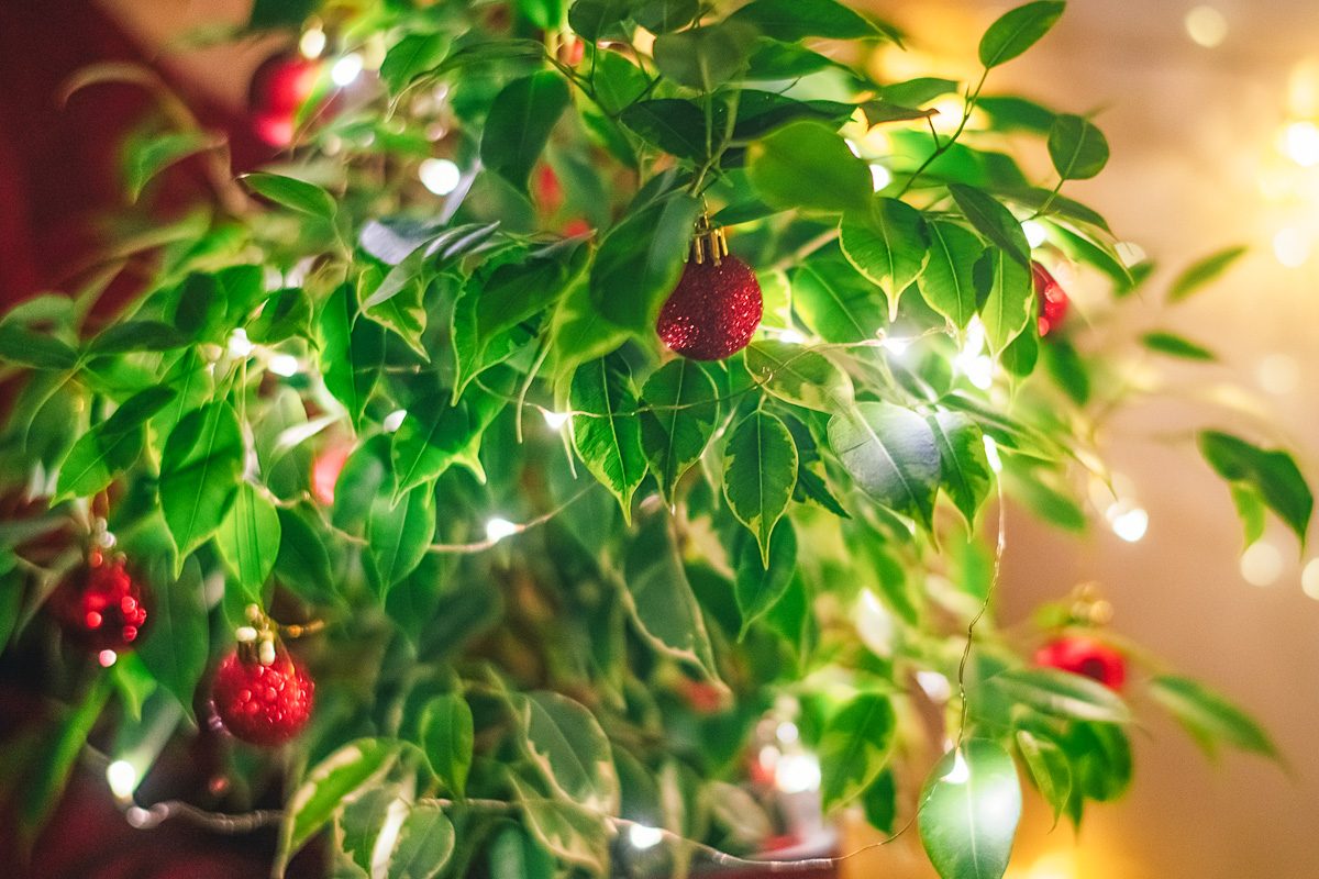 ficus tree decorated for christmas